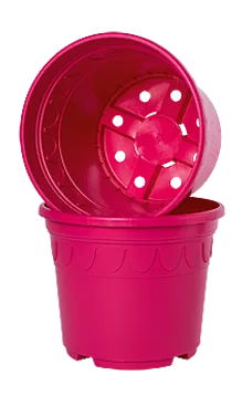 Magenta