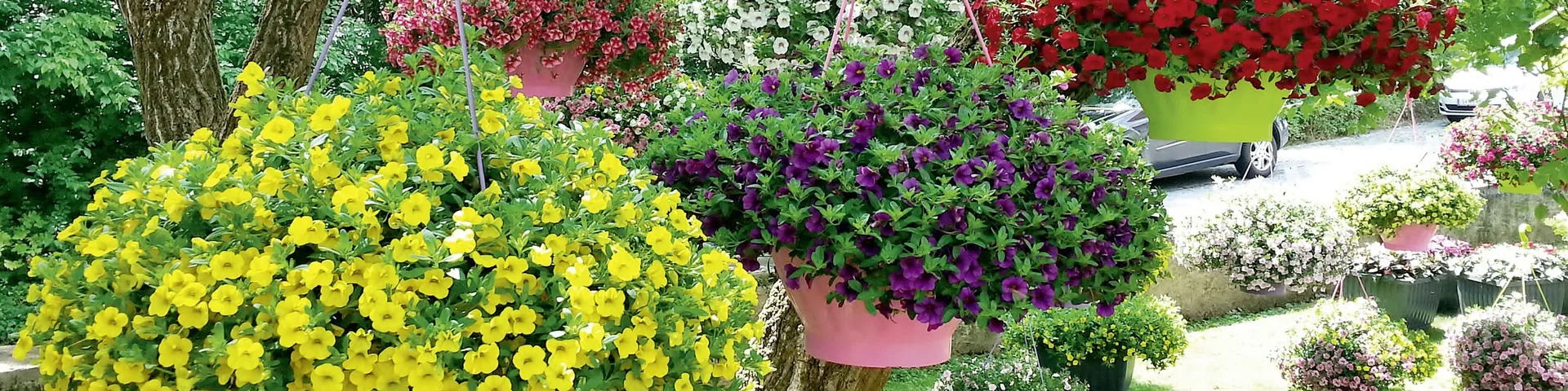 Hawita Kopfbild Blumenschalen Royal Top bepflanzt