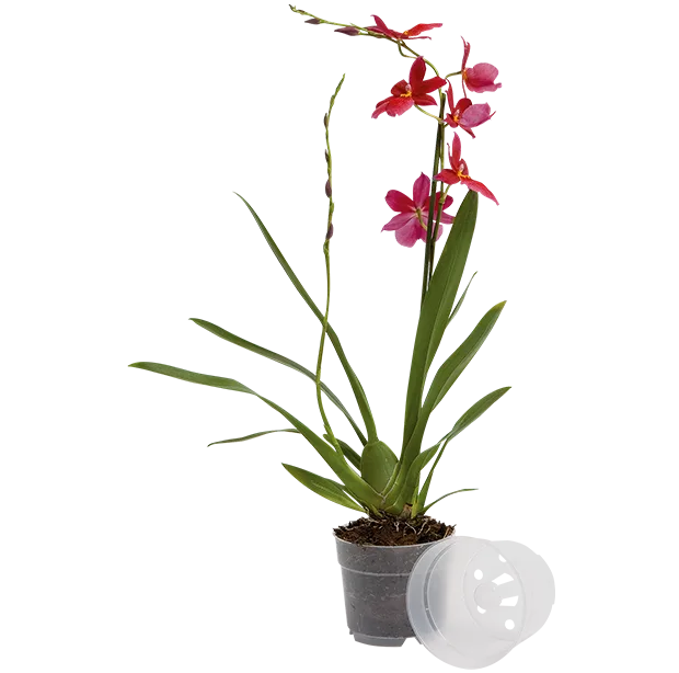 Orchideentopf